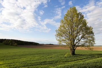 Field of wheat