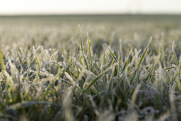 young grass plants, close-up