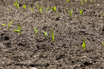 green corn. Spring