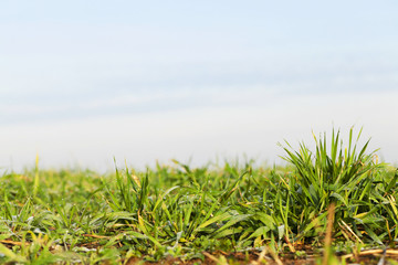 young grass plants, close-up