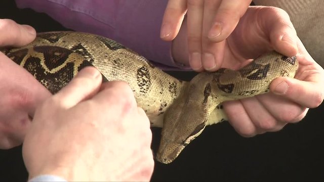 man hold large boa constrictor in hands, other man try to touch boa, black background, studio shot