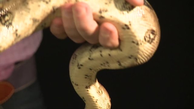 man hold large boa constrictor in hands, other man try to touch boa, black background, studio shot