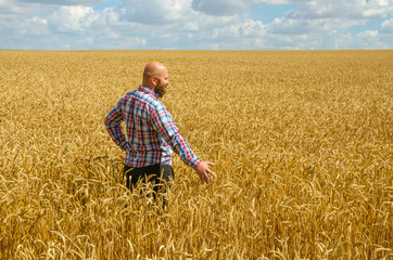 Naklejka na ściany i meble hairless farmer with beard inspecting ripe golden wheat field on the sunny day.