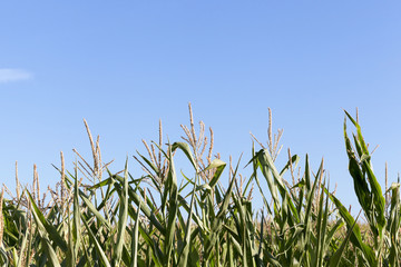 Field with corn