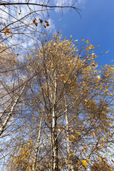 yellowing leaves on the trees