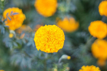 Yellow Marigolds Flower in the garden, soft focus.