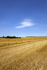crop of cereals