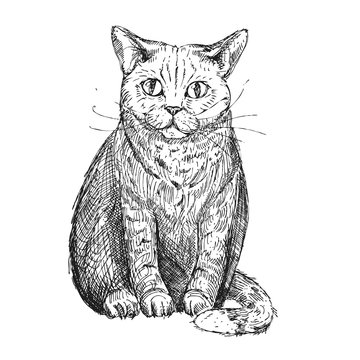 Hand drawn vector illustration of cat. sketch. Vector eps 8