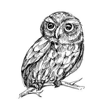 Hand drawn vector illustration of owl. sketch. Vector eps 8