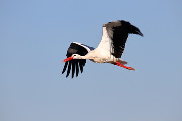 Cigüeña Blanca, Ciconia ciconia, volando