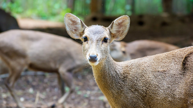 Young female deer in Thailand.