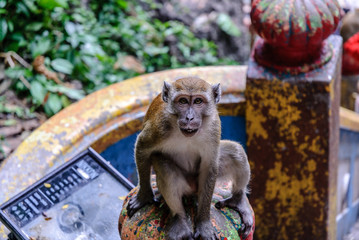 monkey in the Batu Caves  in kuala lumpur, Malaysia