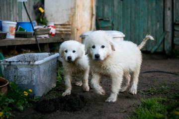 Cute white dog puppies