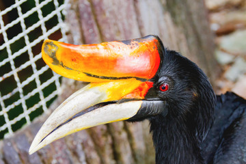 Oriental pied hornbill (Anthracoceros albirostris), large canopy-dwelling bird. Thailand.