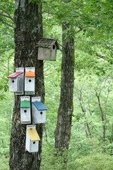 Birdhouses in the forest 
