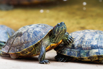 The pond slider (Trachemys scripta), common, medium-sized semi-aquatic turtle. Red-eared turtles. Thailand.