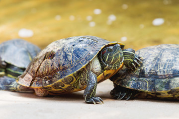 The pond slider (Trachemys scripta), common, medium-sized semi-aquatic turtle. Red-eared turtles. Thailand.