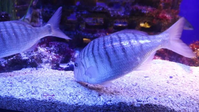 Sharpsnout sea bream fish (also called Sargo) underwater