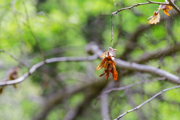Beautiful dry leaf from turkey