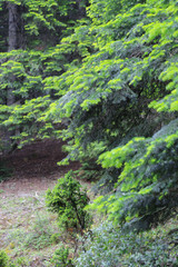 Beautiful pine trees from turkey