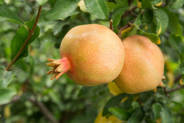 Ripe fruits hanging on a Pomegranate tree (Punica Granatum)