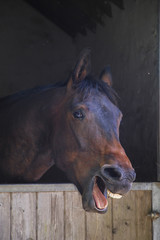 Laughing Horse Portrait