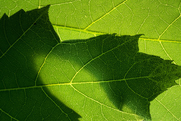 Extreme Close Up of Maple Tree Leaves