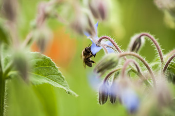 Borretsch / Gurkenkraut (Borago officinalis)