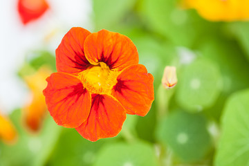 Kapuzinerkresse (Tropaeolum)