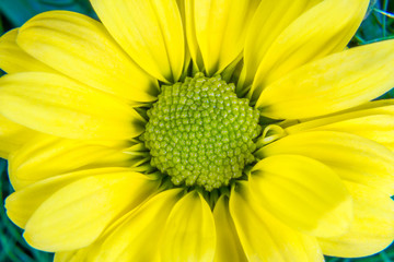 yellow flower with a green middle