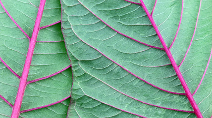 abstract green leaf texture for background