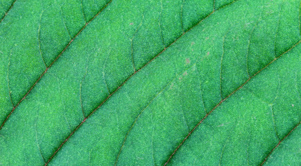 abstract green leaf texture for background