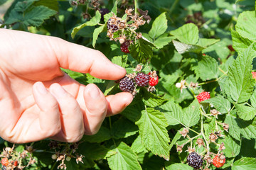 Female hand plucks berries blackberry raspberry from branch among the leaves.