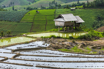 Cottage on step rice's field at mountains in Chiangmai province,Thailand