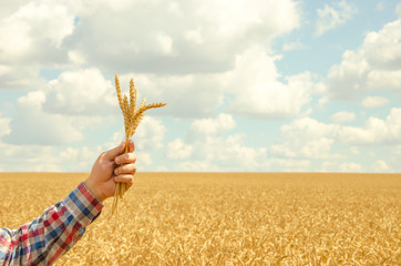 Man holds a ripe wheat . Man hands with wheat. Wheat field against a blue sky. wheat harvest in the field. ripe wheat closeup © valerii kalantai