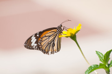 Closeup of butterfly.