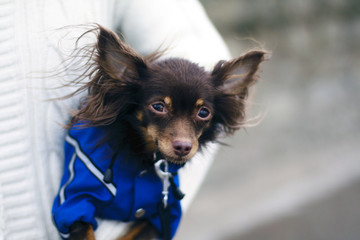 toy terrier in clothes