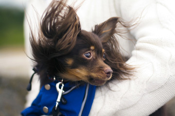 Toy terrier in clothes 