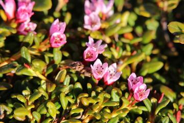 Blossoms of the alpine azalea (Kalmia procumbens)