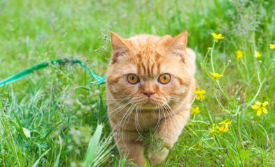 Beautiful British Shorthair cat in the green grass