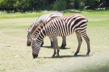 Fototapeta na wymiar Zebra eating grass.