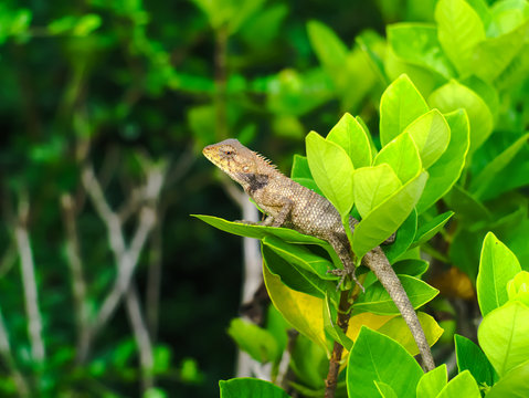 brown lizard hidden in a bush