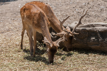 Deers eating dried grass.