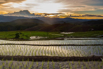 Sunset at terrace rice fields with water reflection and beautifu