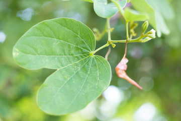 Fototapeta na wymiar Abstract Background Green Leaf