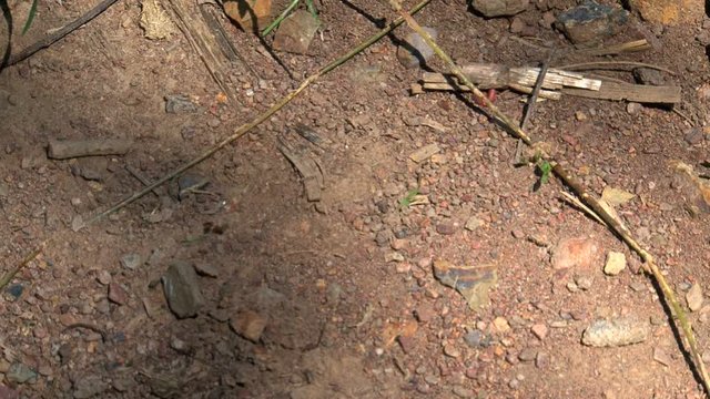 antz07