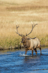 Naklejka na ściany i meble Rutting Bull Elk Crossing a Stream
