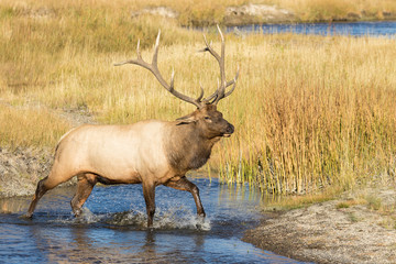 Rutting Bull Elk Crossing a Stream