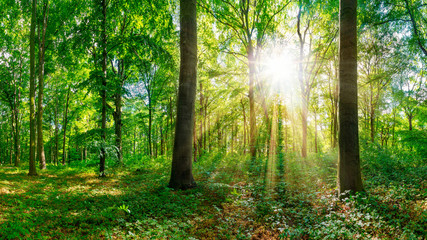 Fototapeta na wymiar Wald mit Sonne
