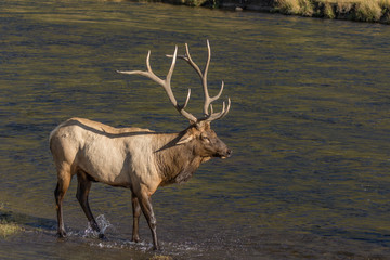 Rutting Bull Elk Crossing a Stream